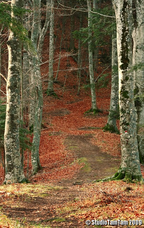 Sentiero nel bosco.jpg